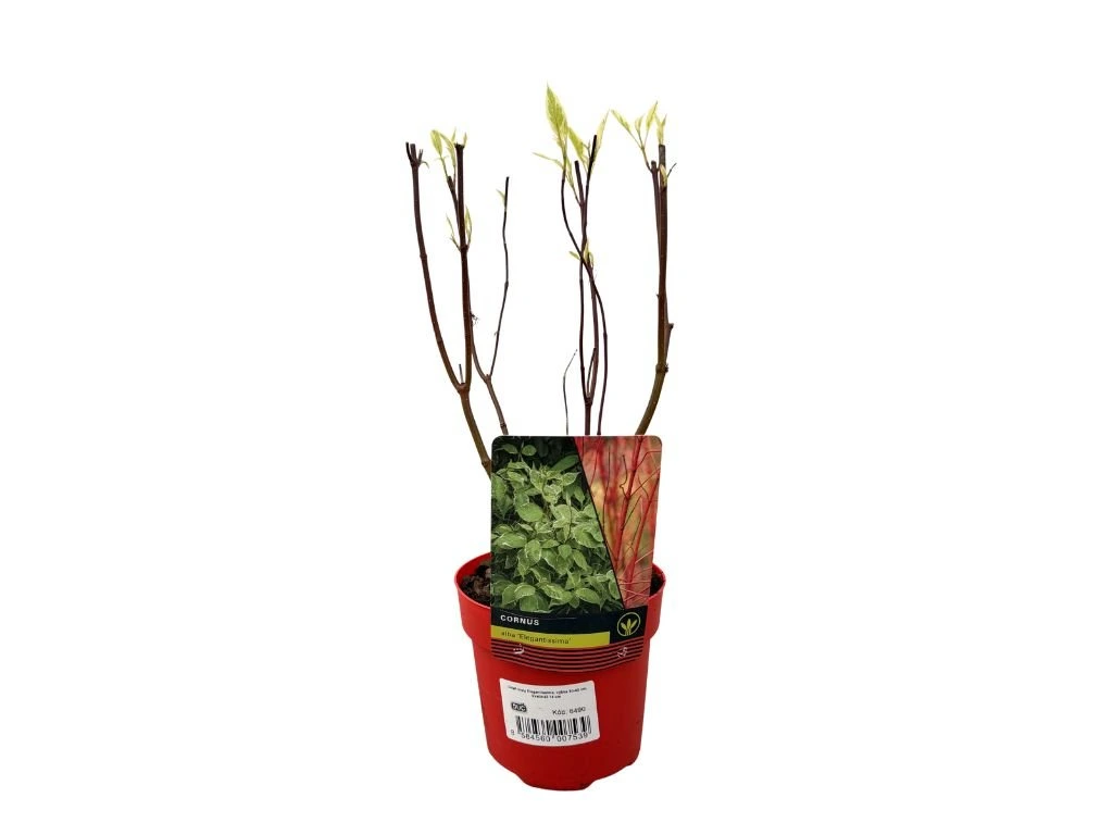 Svída bílá Elegantissima, výška 30–40 cm, květináč 14 cm