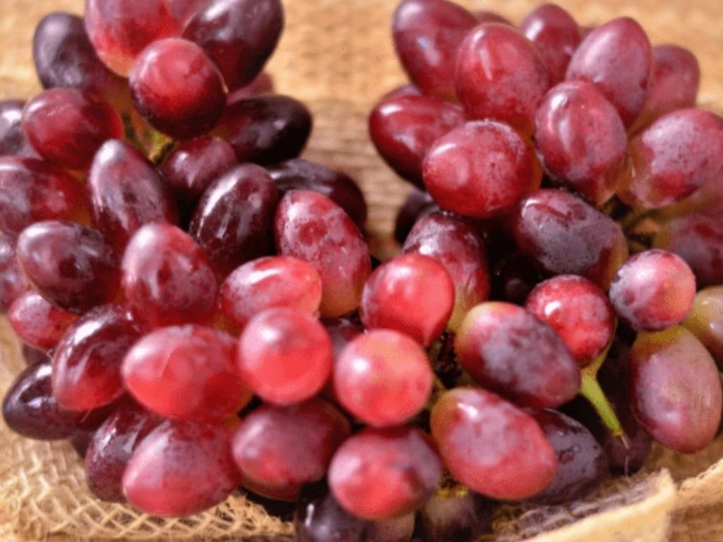 Réva vinná stolní Crimson, vyvázaná, výška 150–175 cm, květináč 5 l