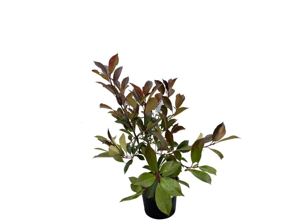 Blýskavka Fraserova Red Robin, výška 40–70 cm, květináč 3 l