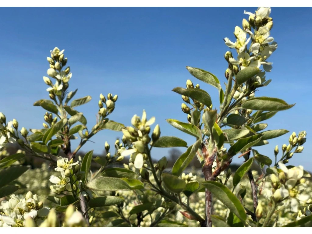 Muchovník olšolistý Saskatoon Berry, výška 20–40 cm, květináč 21 cm