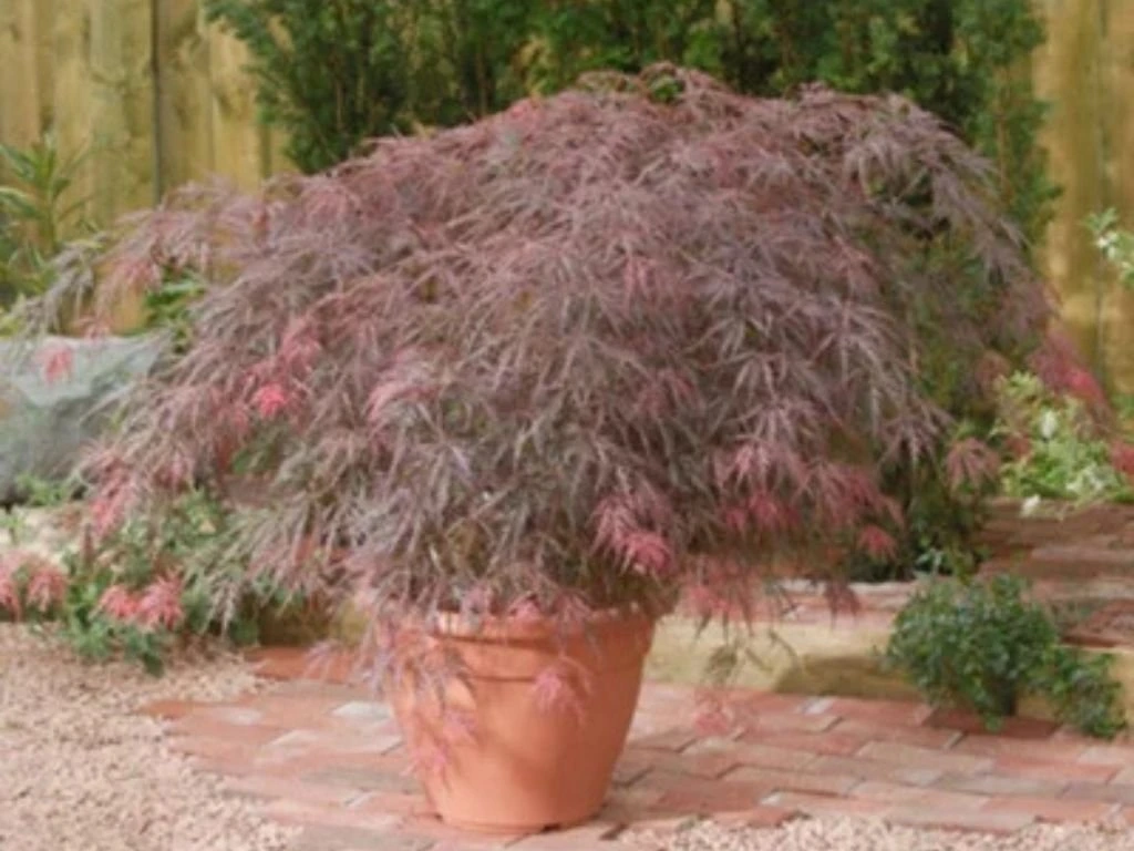 Javor dlanitolistý Royal Garnet, výška 20–30 cm, květináč 10,5 cm
