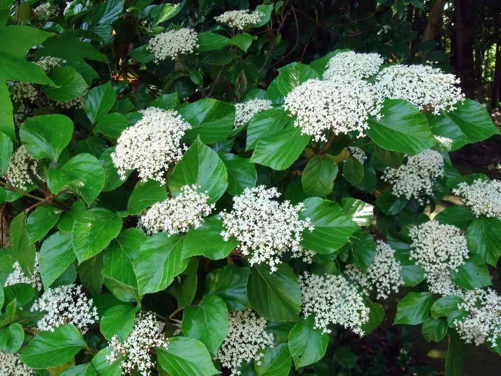 Kalina japonská Grandiflorum, výška 20–40 cm, květináč 2 l