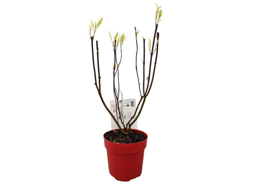 Svída bílá Elegantissima, výška 30–40 cm, květináč 14 cm