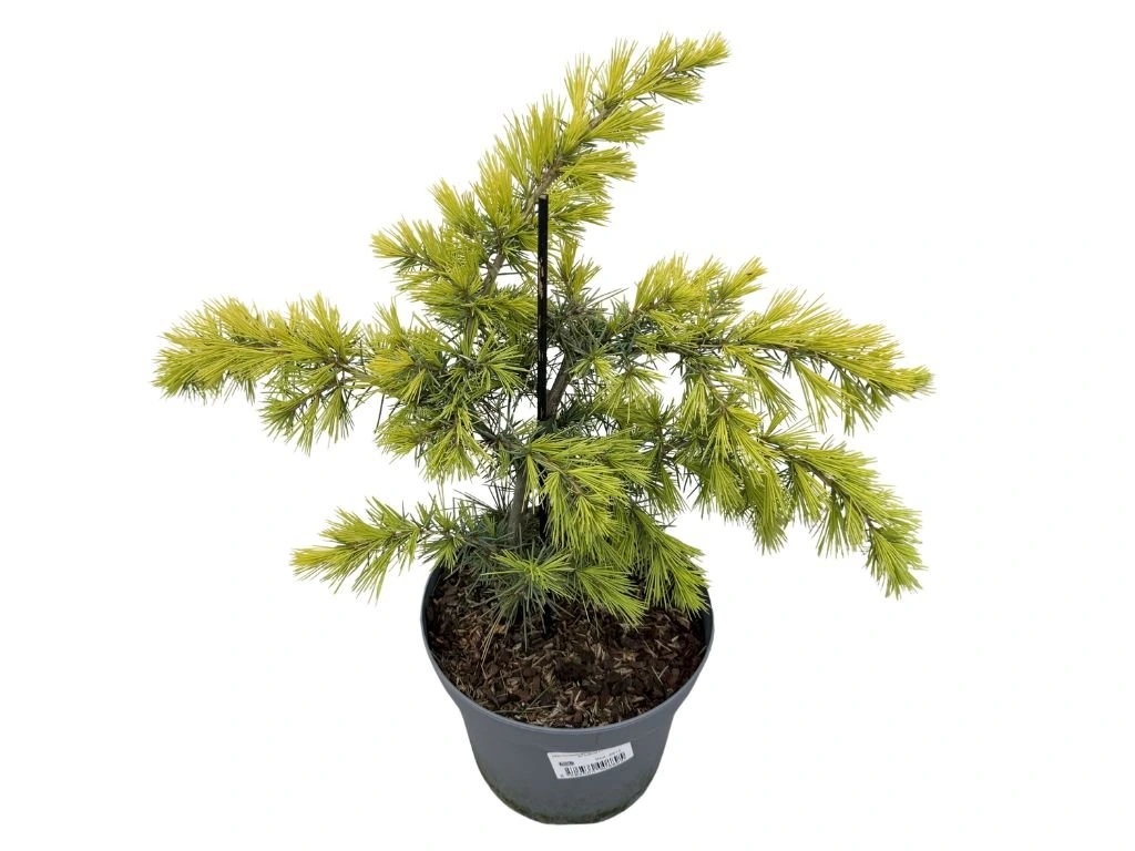 Cedr himálajský Golden Horizon, výška 30–40 cm, květináč 5 l