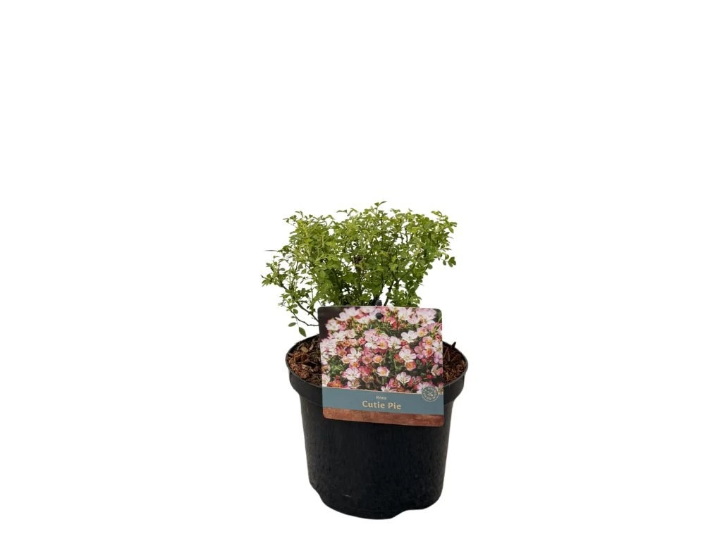 Minirůže Cutie Pie, výška 20–30 cm, květináč 17 cm