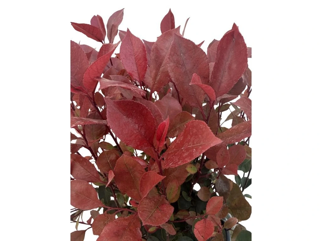 Blýskavka Fraserova Little Red Robin, výška 40–60 cm, květináč 3 l