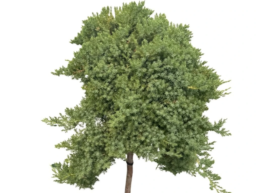 Jalovec položený Nana na 65–70 cm kmínku, výška 95–105 cm, květináč 18 l
