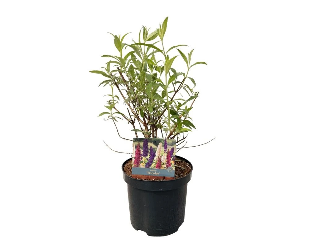 Komule Davidova Tricolor, výška 30–50 cm, květináč 19 cm