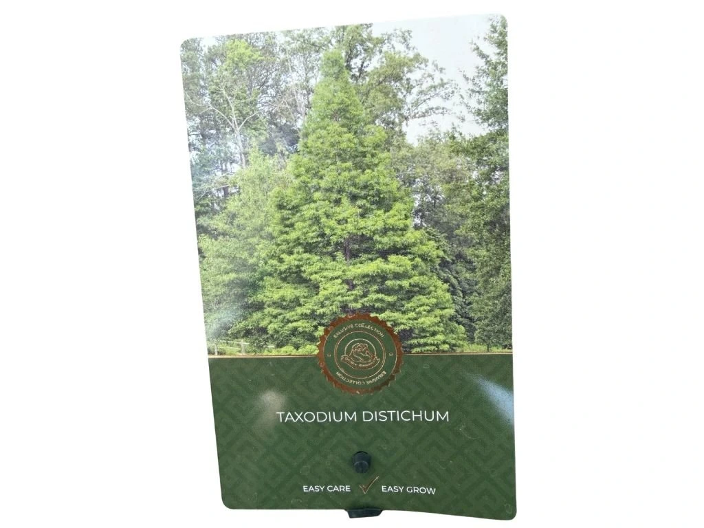 Tisovec dvouřadý, výška 40–60 cm, květináč 18 cm