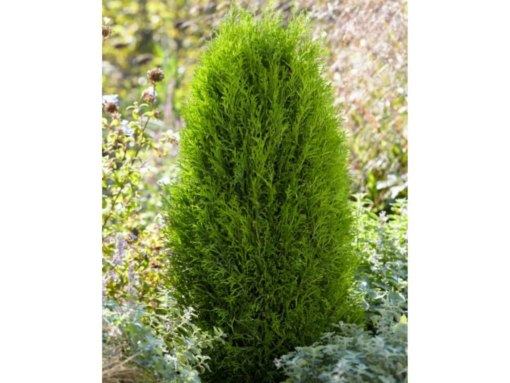 Túje, zerav západní Totem Smaragd, výška 30–40 cm, květináč 2 l