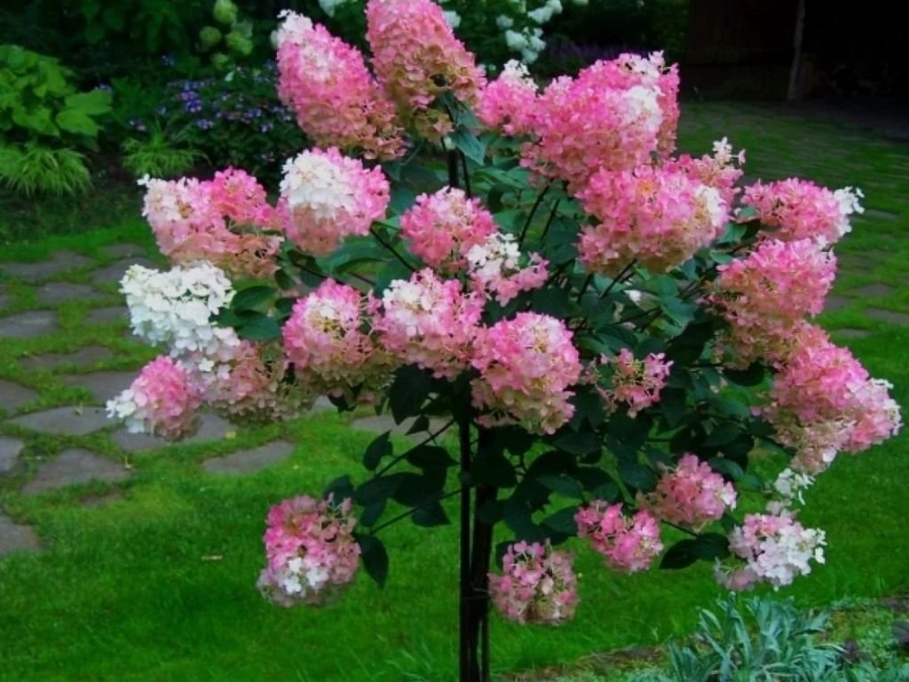 Hortenzie latnatá Vanille Fraise na kmínku 60 cm, výška 80–110 cm, květináč 5 l