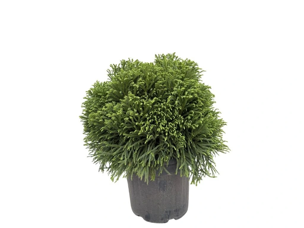 Kryptomérie japonská Globosa Nana, výška 60–70 cm, květináč 45 l