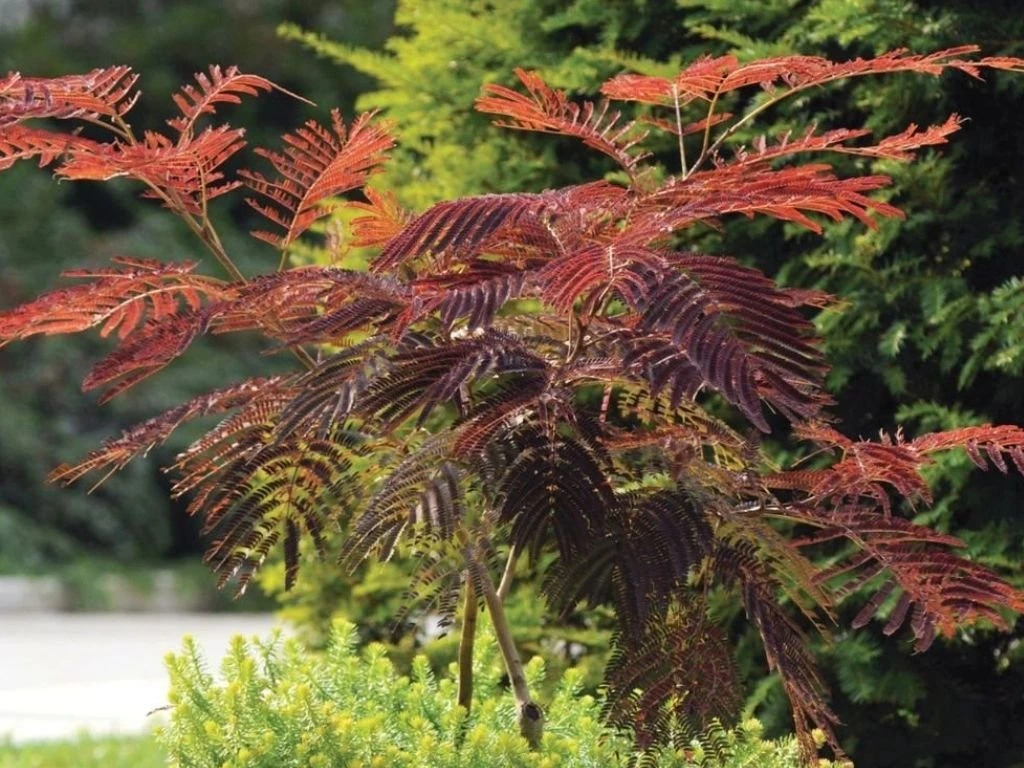 Albízie voňavá Summer Chocolate na kmínku 170–190 cm, výška 200–230 cm, květináč 20 l
