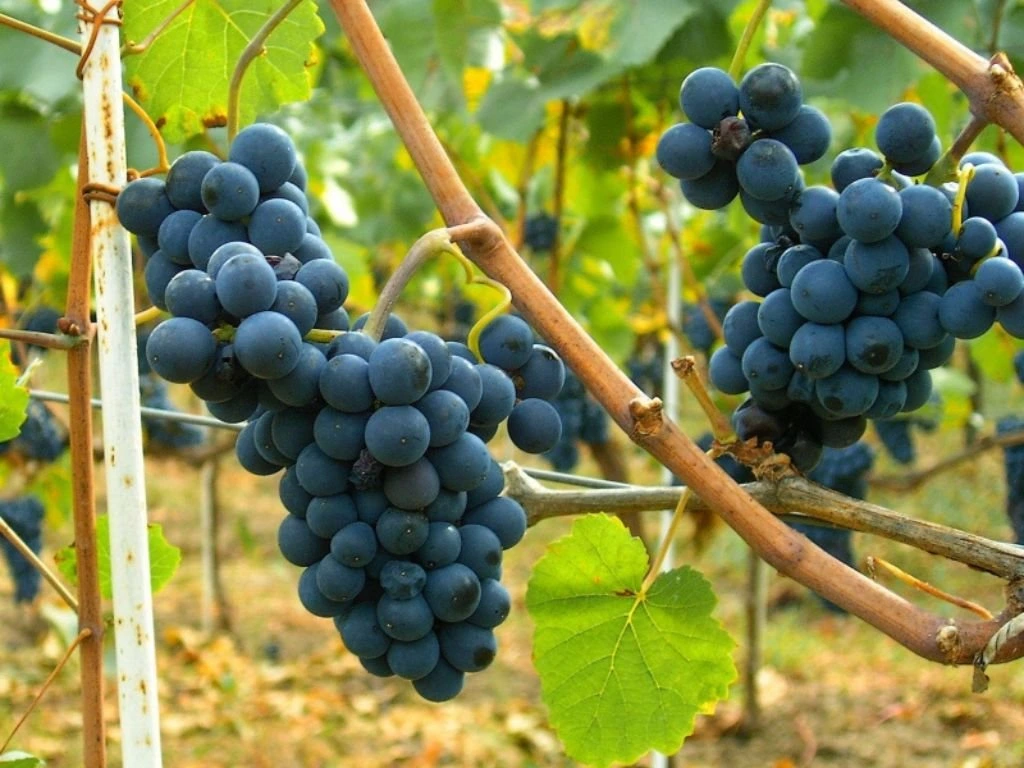 Réva vinná stolní Moldova, vyvázaná, výška 150–175 cm, květináč 5 l