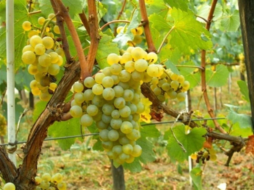 Réva vinná stolní Palatina, vyvázaná, výška 150–175 cm, květináč 5 l