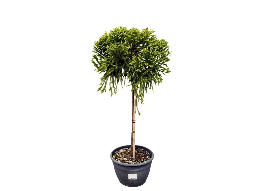 Kryptomerie japonská Globosa Nana na kmínku 40–50 cm, výška 80–100 cm, květináč 30 l