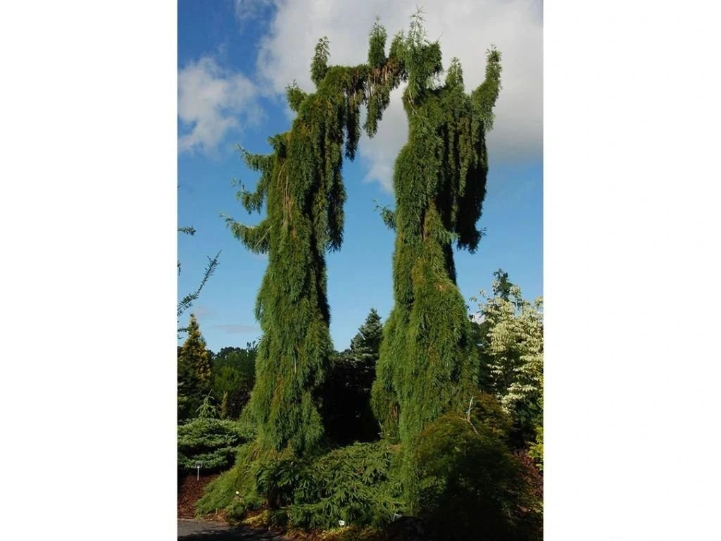 Sekvojovec mamutí Pendulum, výška 70–100 cm, květináč 15 l