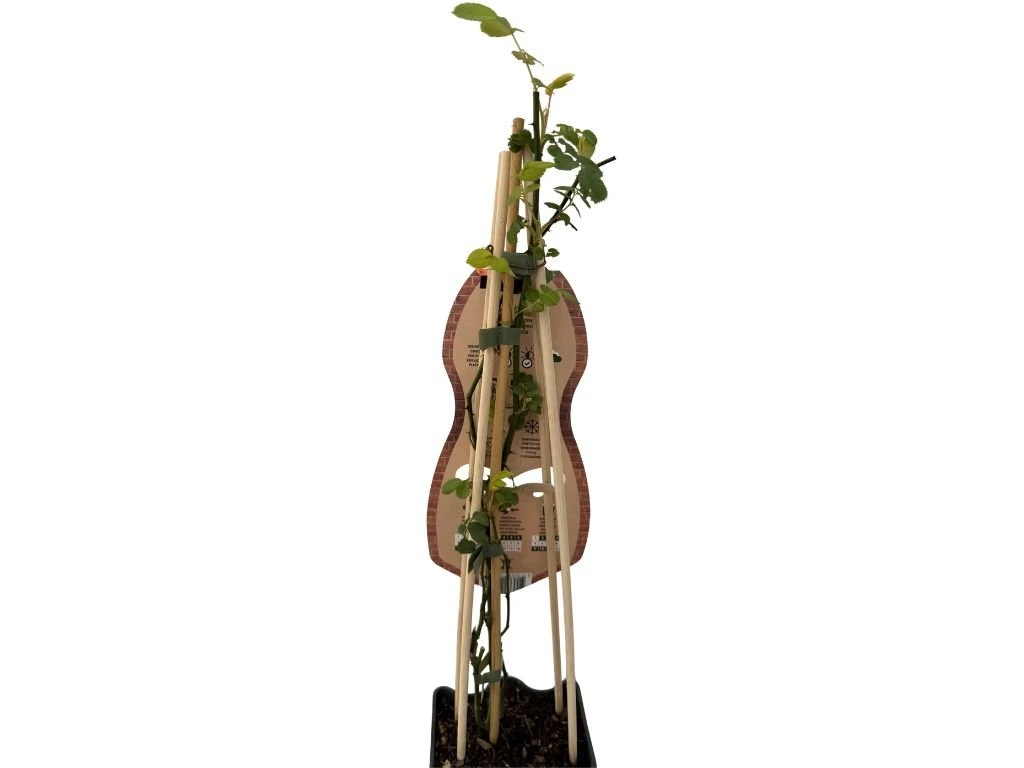 Růže popínavá Tropical, výška 50–60 cm, květináč 1,5 l