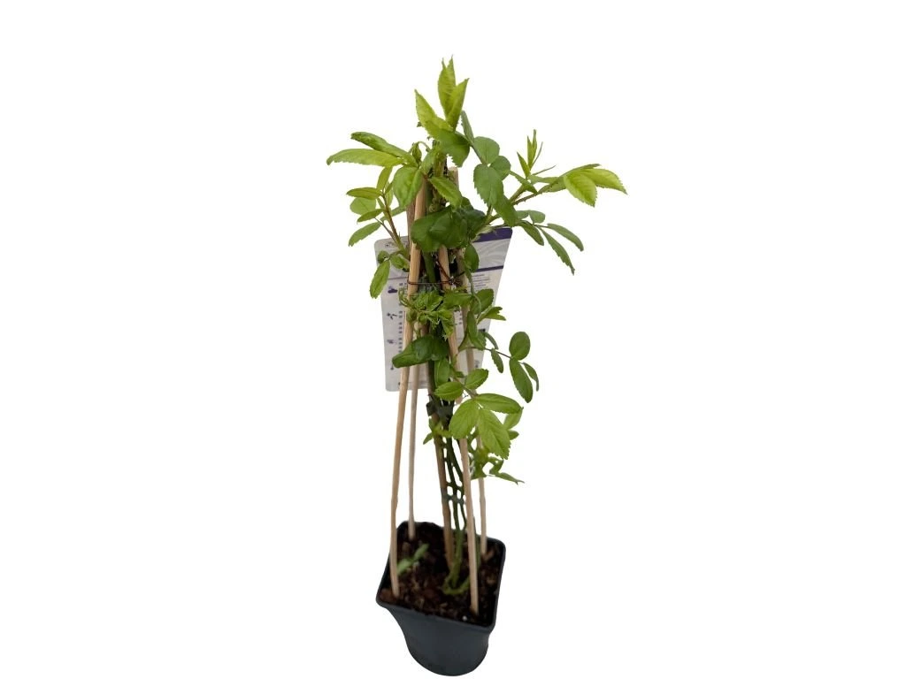 Růže popínavá Veilchenblau, výška 50–60 cm, květináč 17 cm