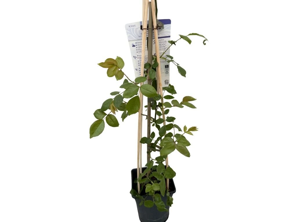 Růže popínavá Golden Climber, výška 50–60 cm, květináč 17 cm