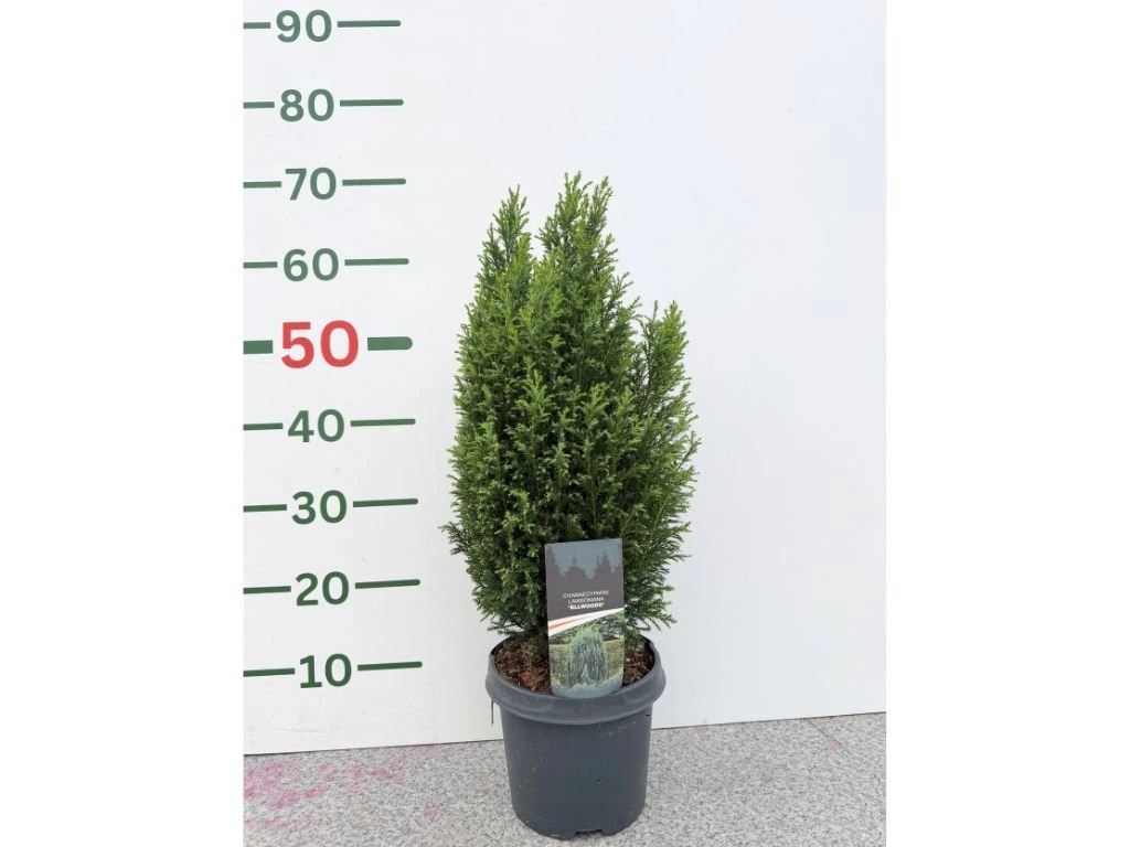 Cypřišek Lawsonův Ellwoodii, výška 40–50 cm, květináč 19 cm