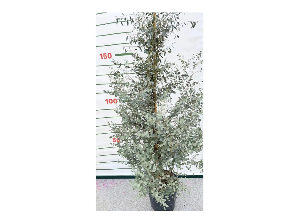Eukalyptus Gunnii, výška 150–200 cm, květináč 18 l