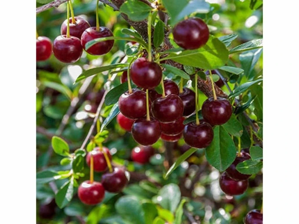 Višeň keřová Carmine Jewel, výška 30–40 cm, květináč 2 l