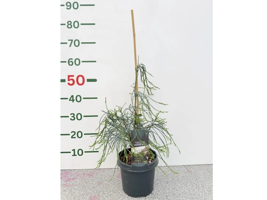 Cypřišek Lawsonův Drooping Solo, výška 40–50 cm, květináč 19 cm