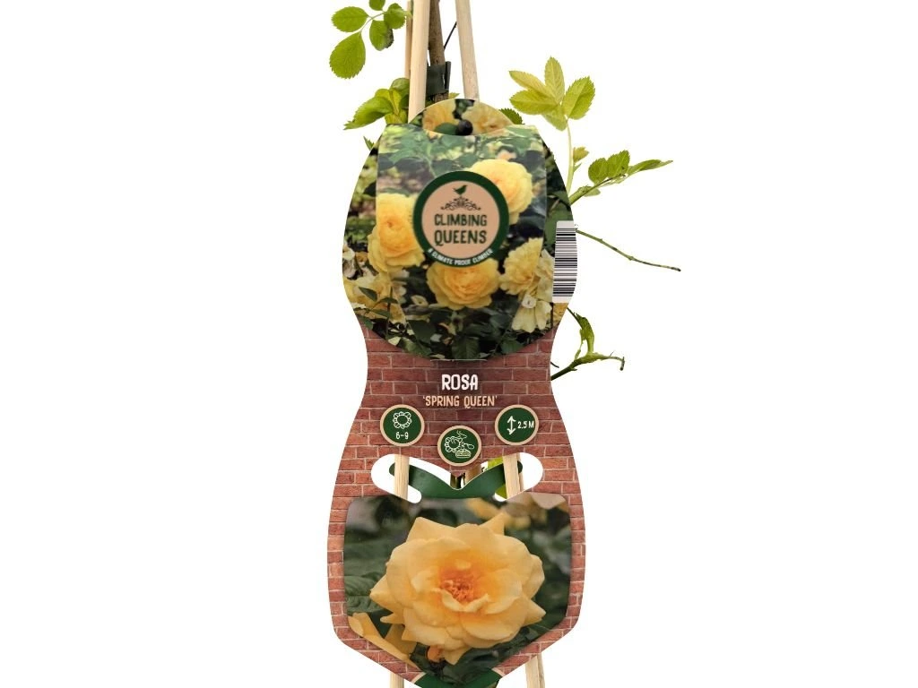 Růže popínavá Spring Queen, výška 50–60 cm, květináč 1,5 l