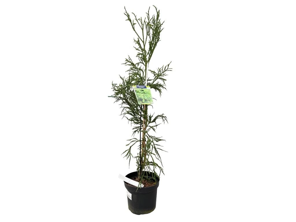 Kryptomerie japonská Rasen, výška 70–90 cm, květináč 23 cm