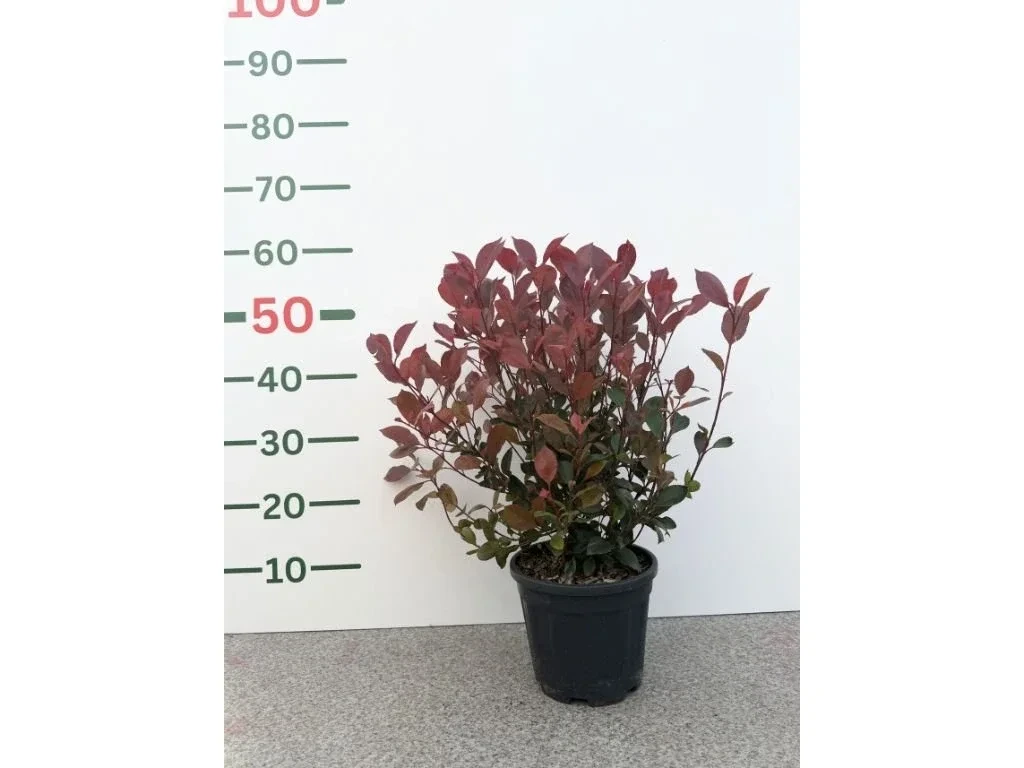 Blýskavka Fraserova Little Red Robin, výška 35–40 cm, květináč 40 l