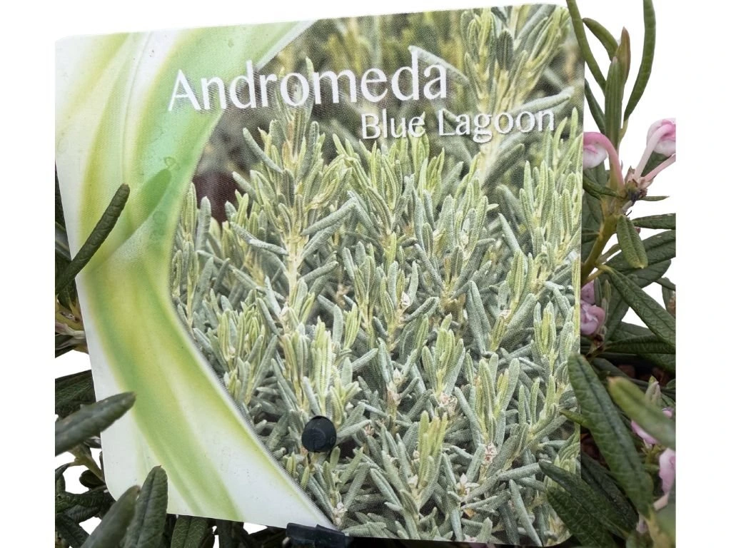 Andromédka sivolistá Blue Lagoon, výška 20 cm, květináč 17 cm