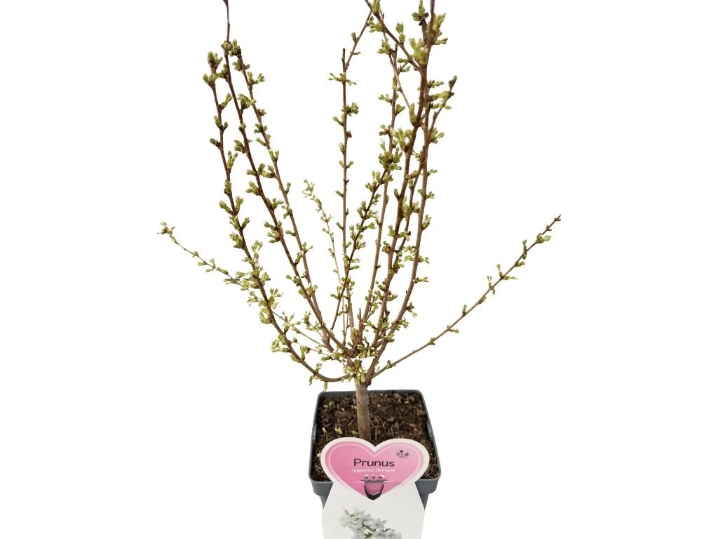 Okrasná třešeň Brilliant, výška 50–80 cm, květináč 23 cm