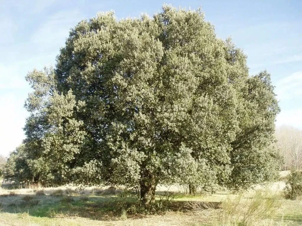 Dub cesmínový, výška 90–120 cm, květináč 10 l