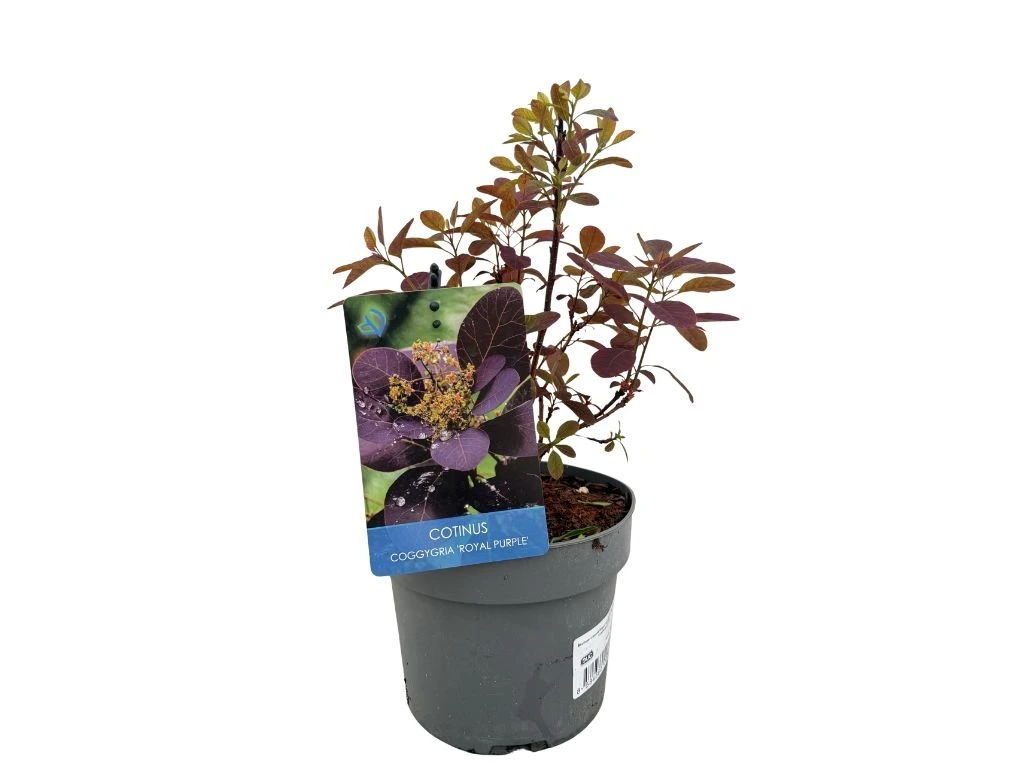 Ruj vlasatá Royal Purple, výška 20–40 cm, květináč 17 cm