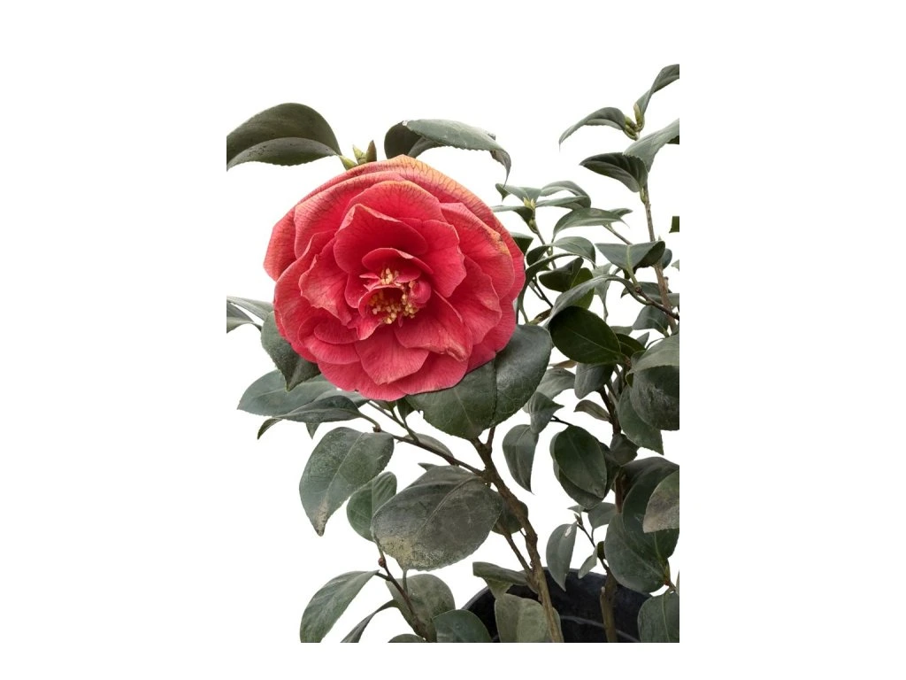 Kamélie japonská Dr. Burnside, výška 50–60 cm, květináč 9 l