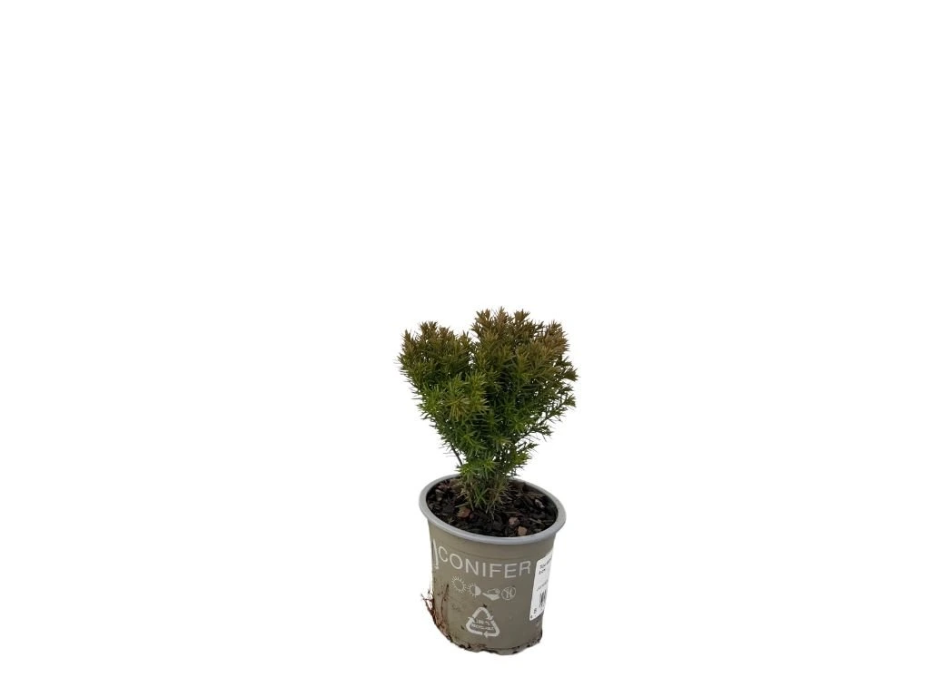Túje západní Teddy, výška 15–20 cm, květináč 9 cm