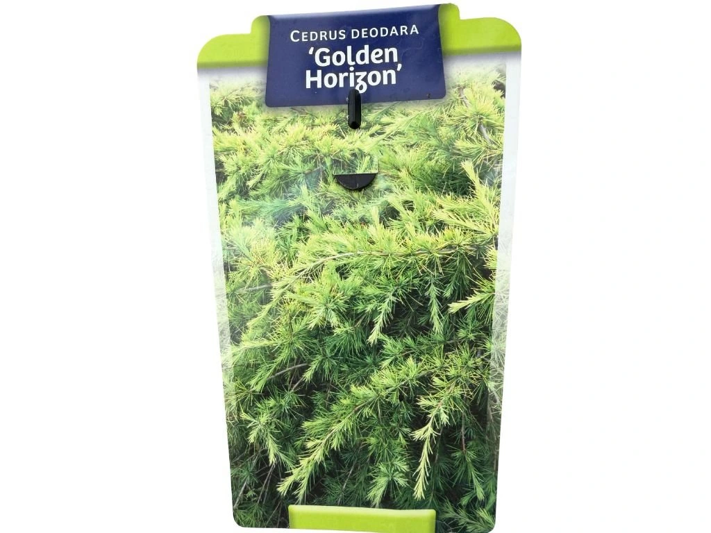 Cedr himálajský Golden Horizon, výška 30–40 cm, květináč 5 l