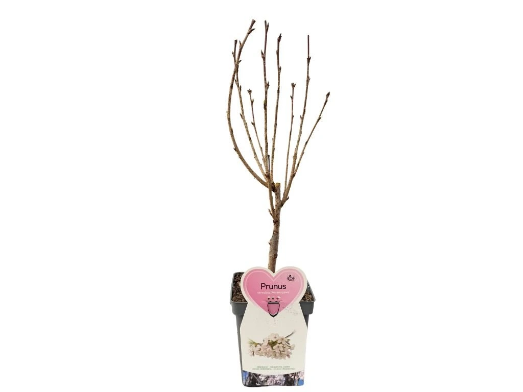 Okrasná třešeň Amanogawa, výška 50–80 cm, květináč 23 cm