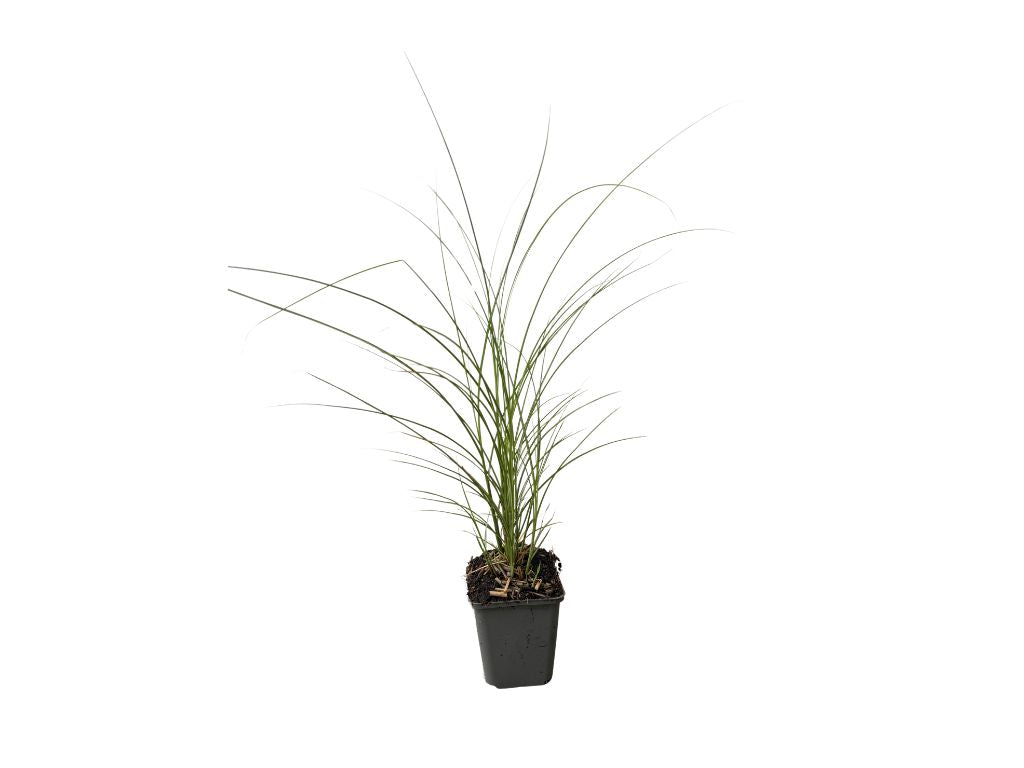 Ozdobnice čínská Gracillimus, květináč 9 cm