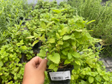 Dizajn bez názvu(343)