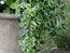 Plectranthus