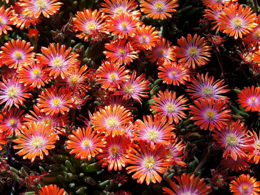 Trvalky Poludňovka Jewel of Desert Sunstone