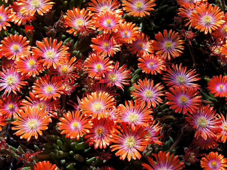 Trvalky Poludňovka Jewel of Desert Sunstone