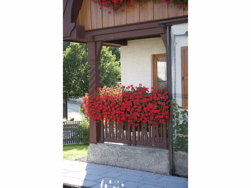 Letničky a balkónové kvety Muškát previsnutý Ville De Paris Rot(1)