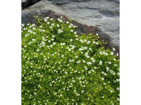 Úrazník šídlovitý, květináč 9 cm