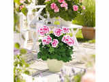 Letničky a balkónové kvety Muškát vzpriamený Flower Fairy White Splash