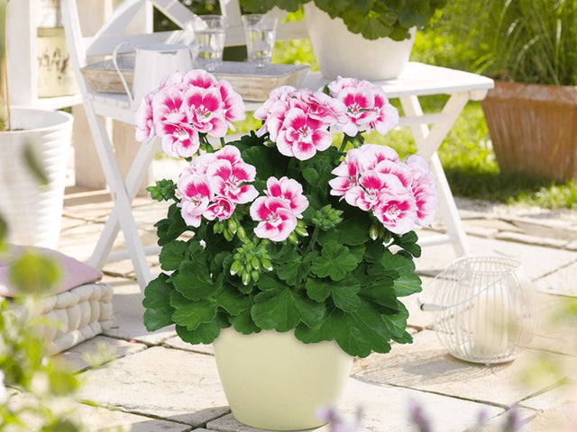 Letničky a balkónové kvety Muškát vzpriamený Flower Fairy White Splash(1)