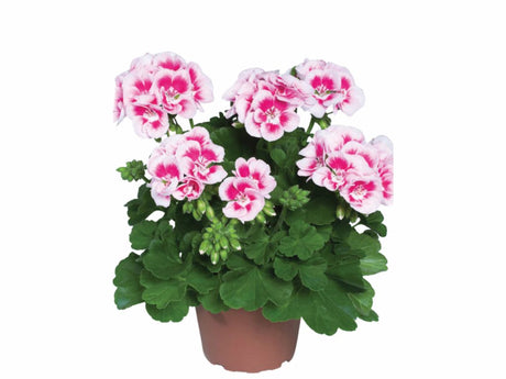 Letničky a balkónové kvety Muškát vzpriamený Flower Fairy White Splash(2)