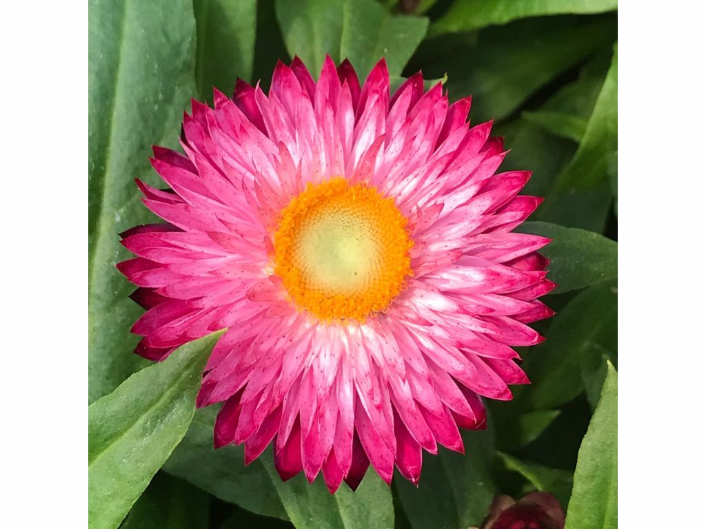 Letničky a balkónové kvety Slamienka 'Sunbrella Magenta'(2